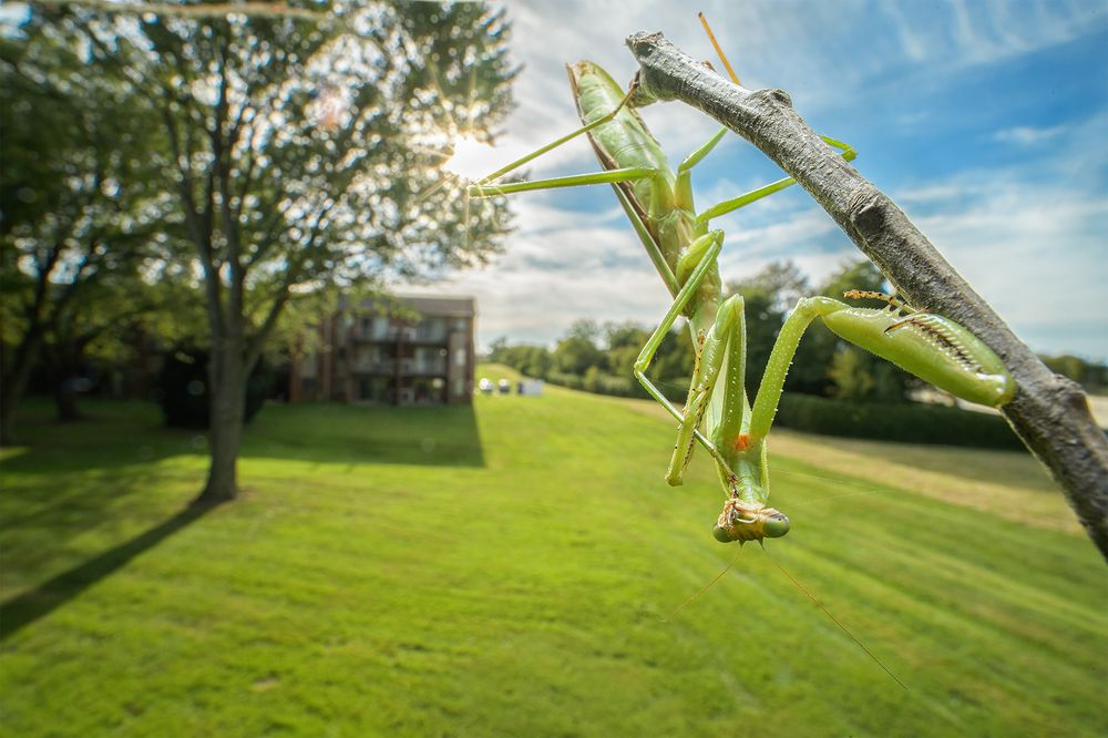 Mantis - In Urban Habitat