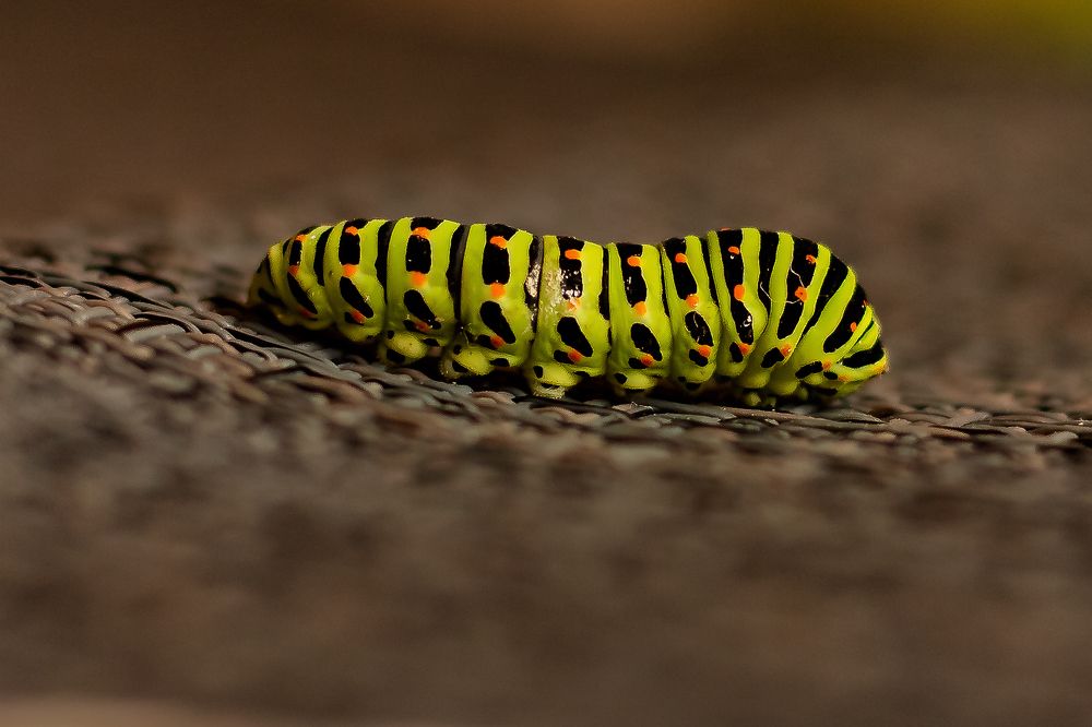 Злостный вредитель из прошлого / A malicious pest from the past