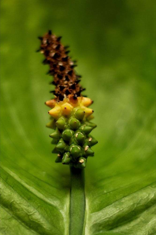 «укрытый листом-покрывалом» /