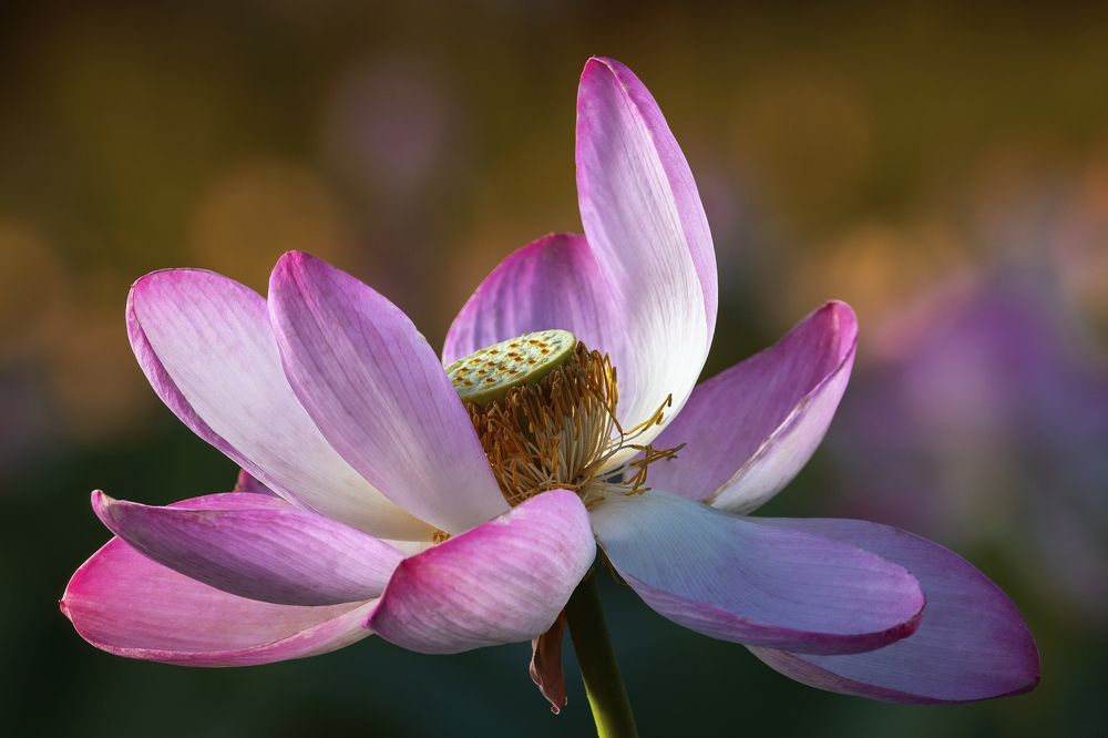 Photograph by Василий Дудин