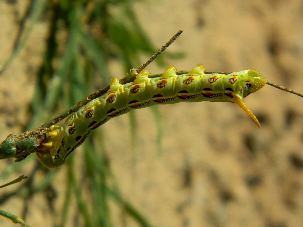 Photograph by Andrea