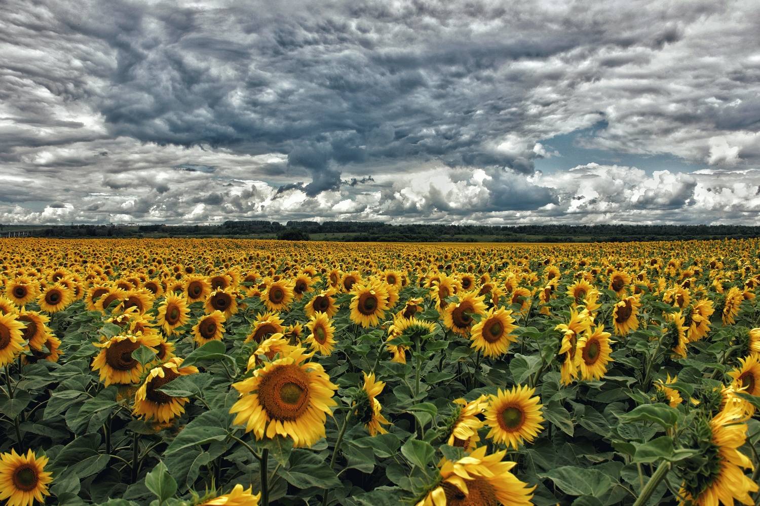 Photo #6623542