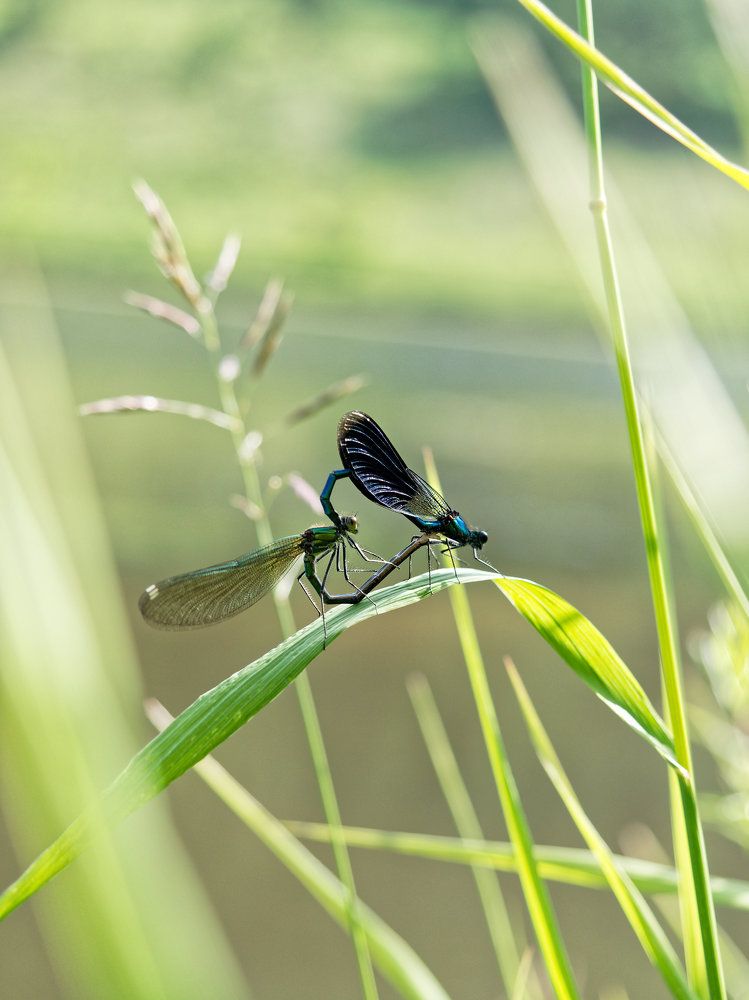 Стреколайк