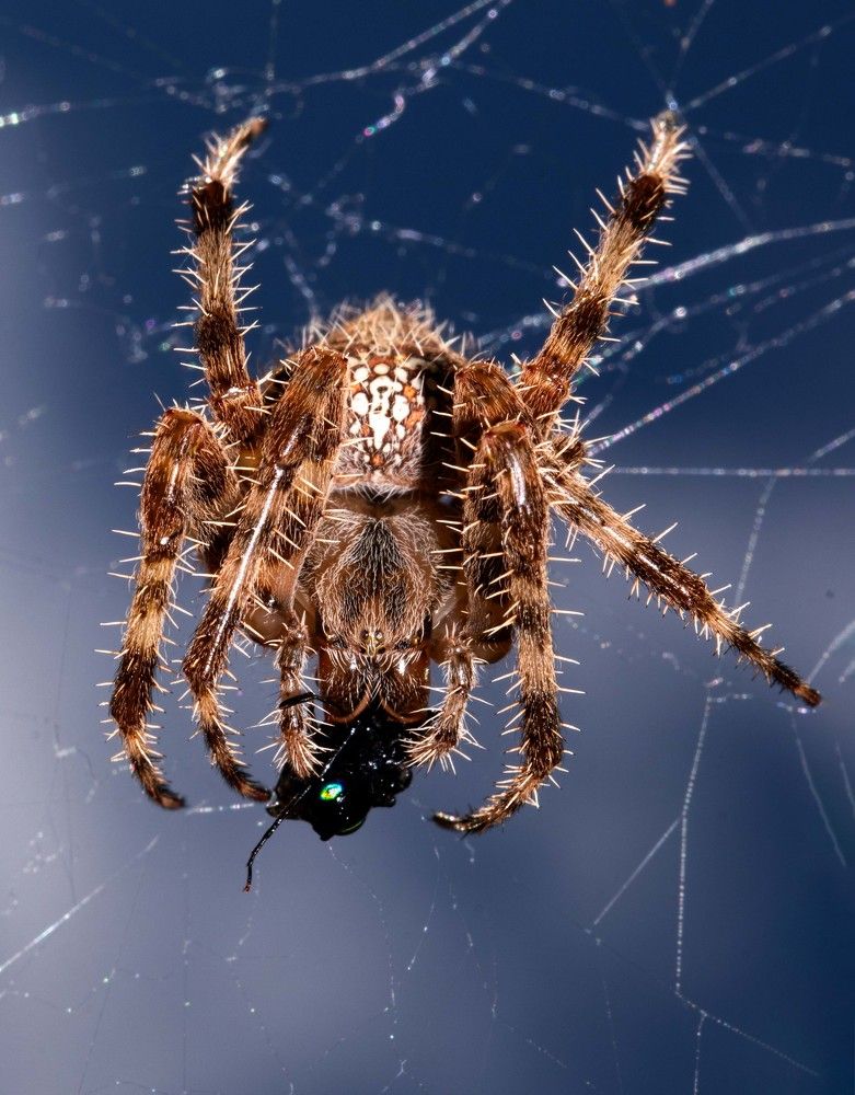 Spider during eating.
