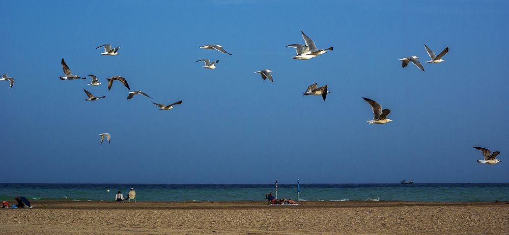 Gaviotas en la playa