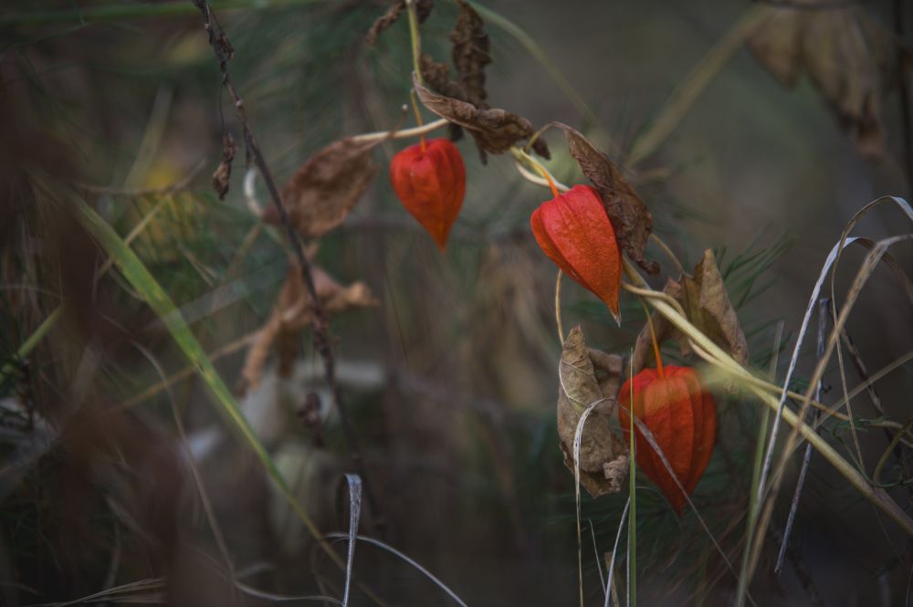 Photograph by Roman Adler