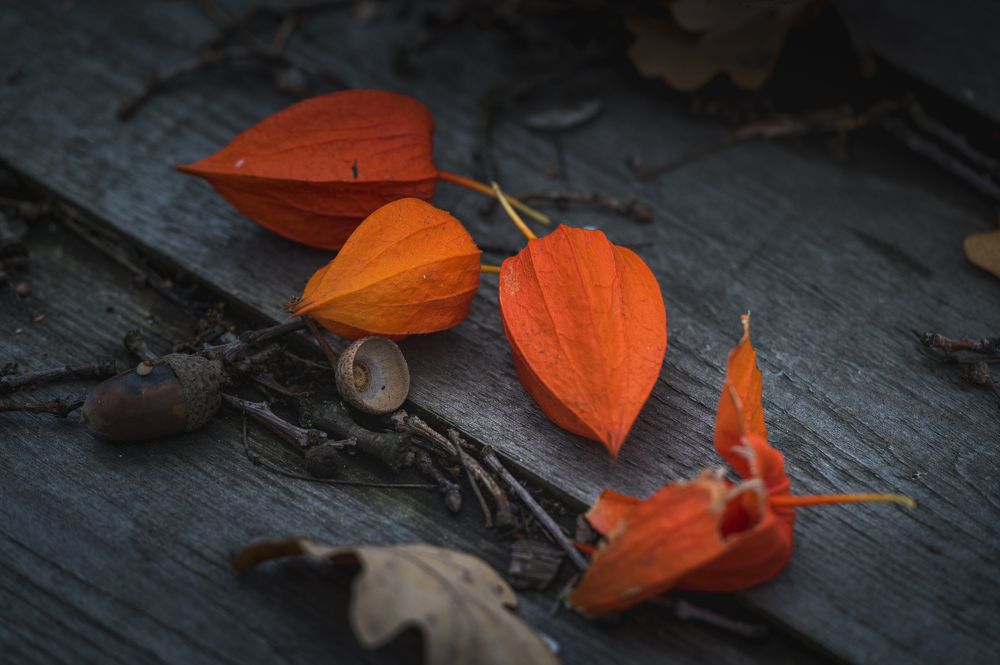 Photograph by Roman Adler