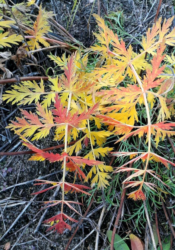 Кружева осени