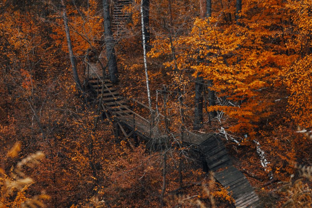 Лестница в осень