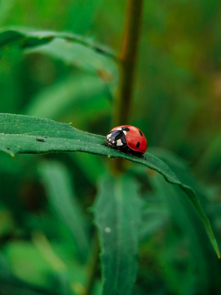 Тишина этого мира