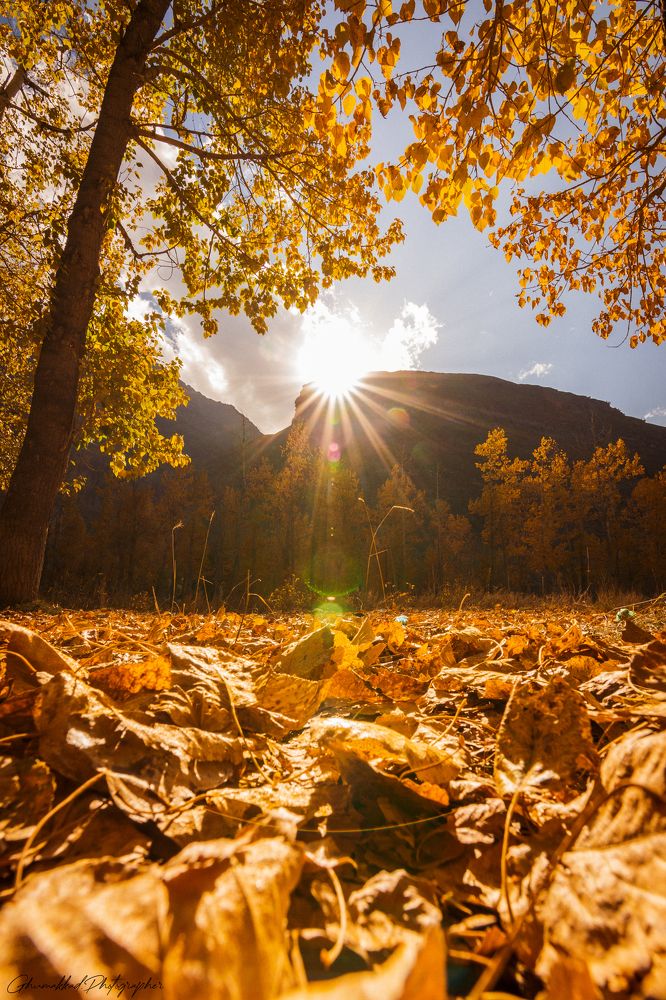 Фотография автора PRASHANT KUMAR DUBEY