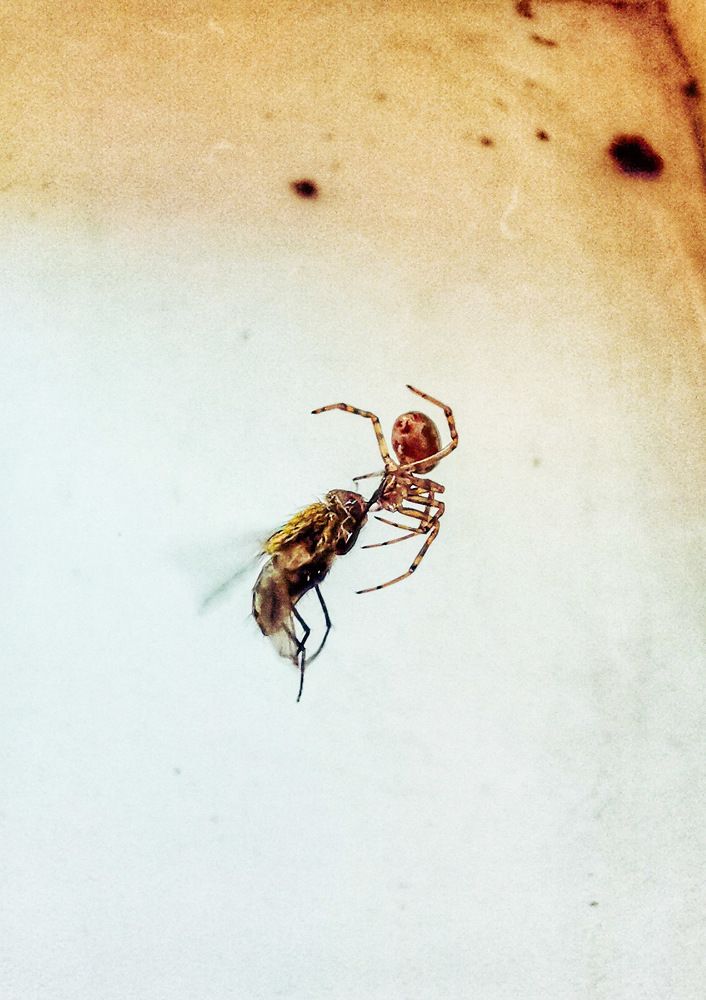 Смертельный укус...