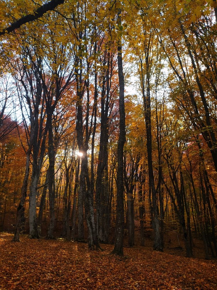 Осенний поцелуй