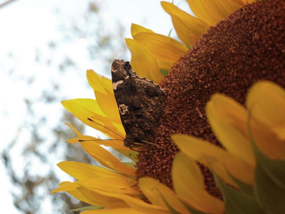 micro, world, sunflower, nature, butterfly