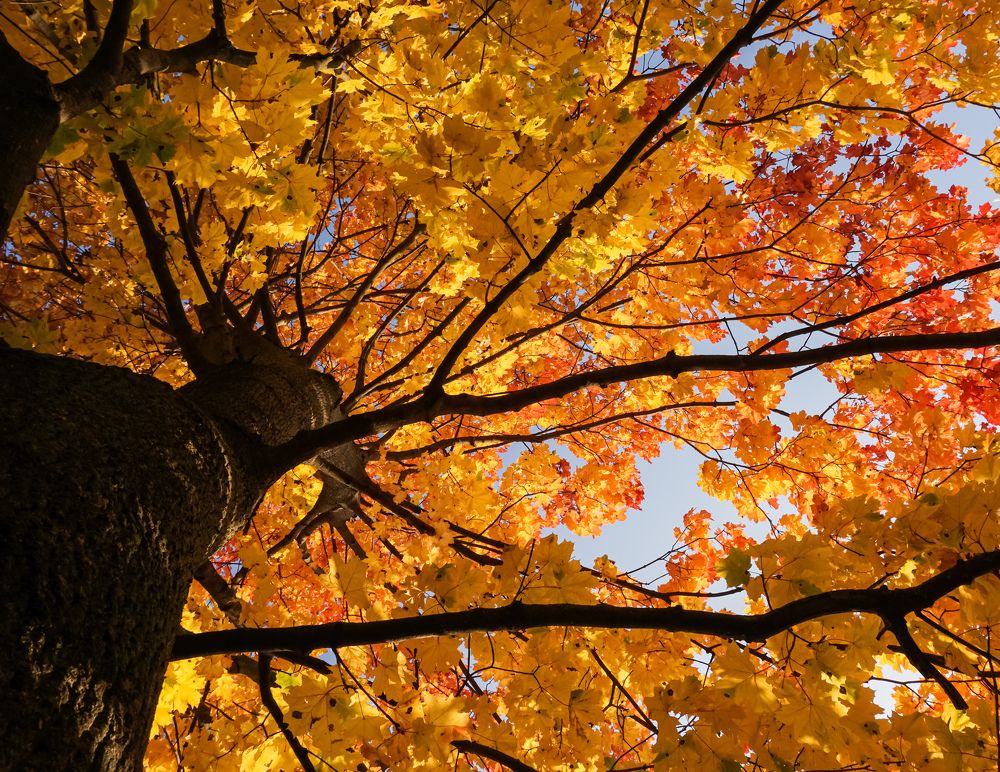 Когда деревья были большими...