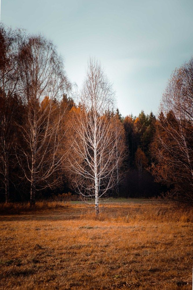 Photograph by Анатолий Мосяков