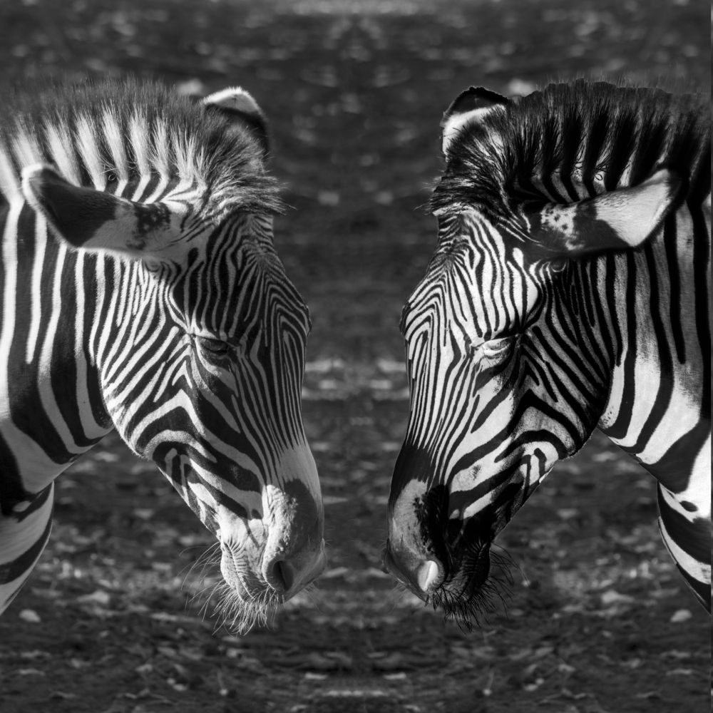 Фотография автора Denes Doma