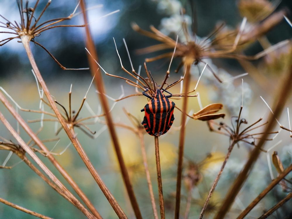 Фотография автора Кристина Горя