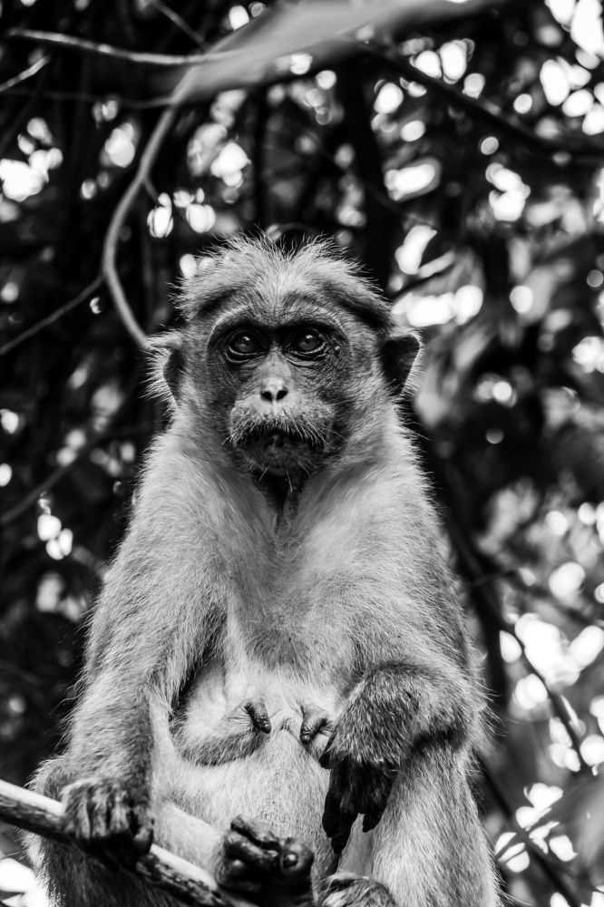 Photograph by Muhammad Rasal