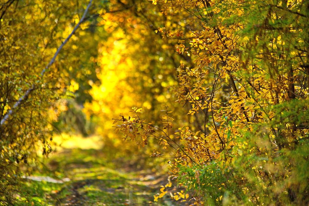 Photograph by Геннадий Лосев