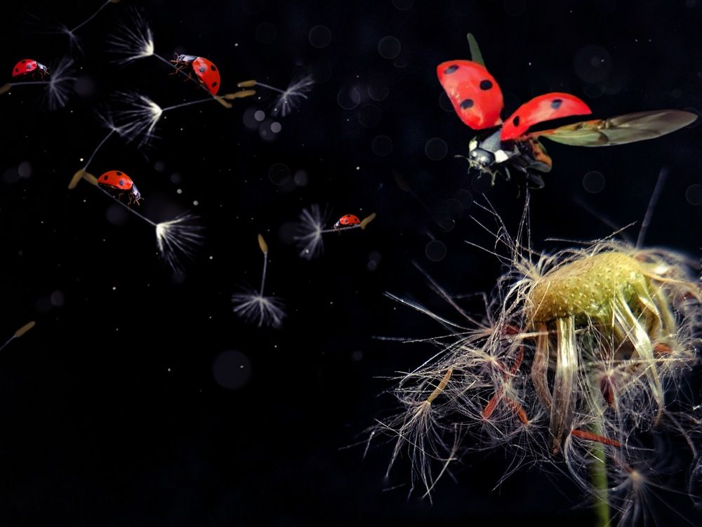 Photograph by Оксана Маракушина