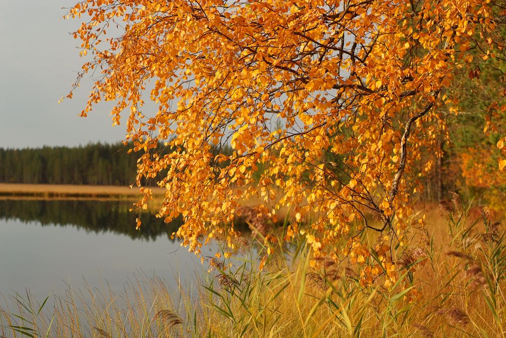 Photograph by Геннадий Тикка