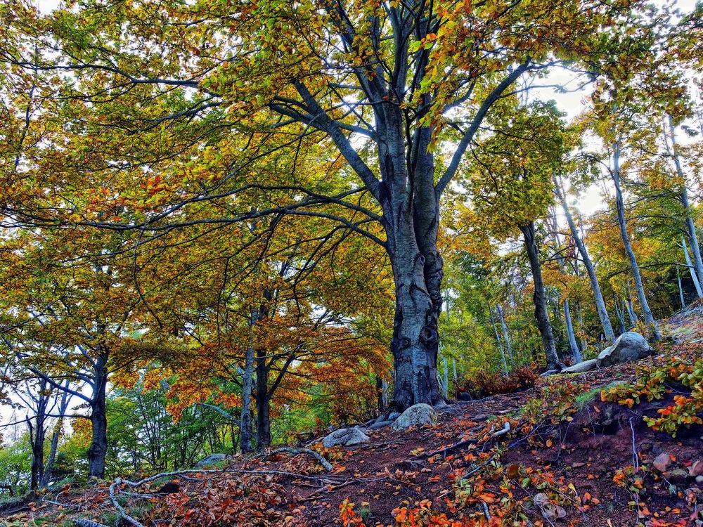 MATAGALLS A LA TARDOR