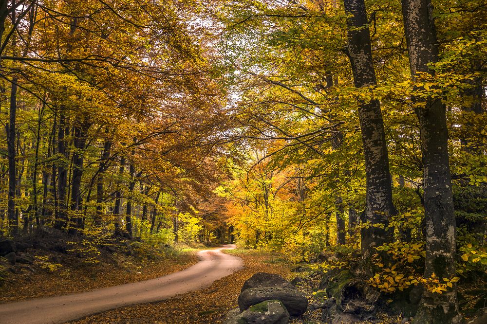 Фотография автора Milena Ivanova