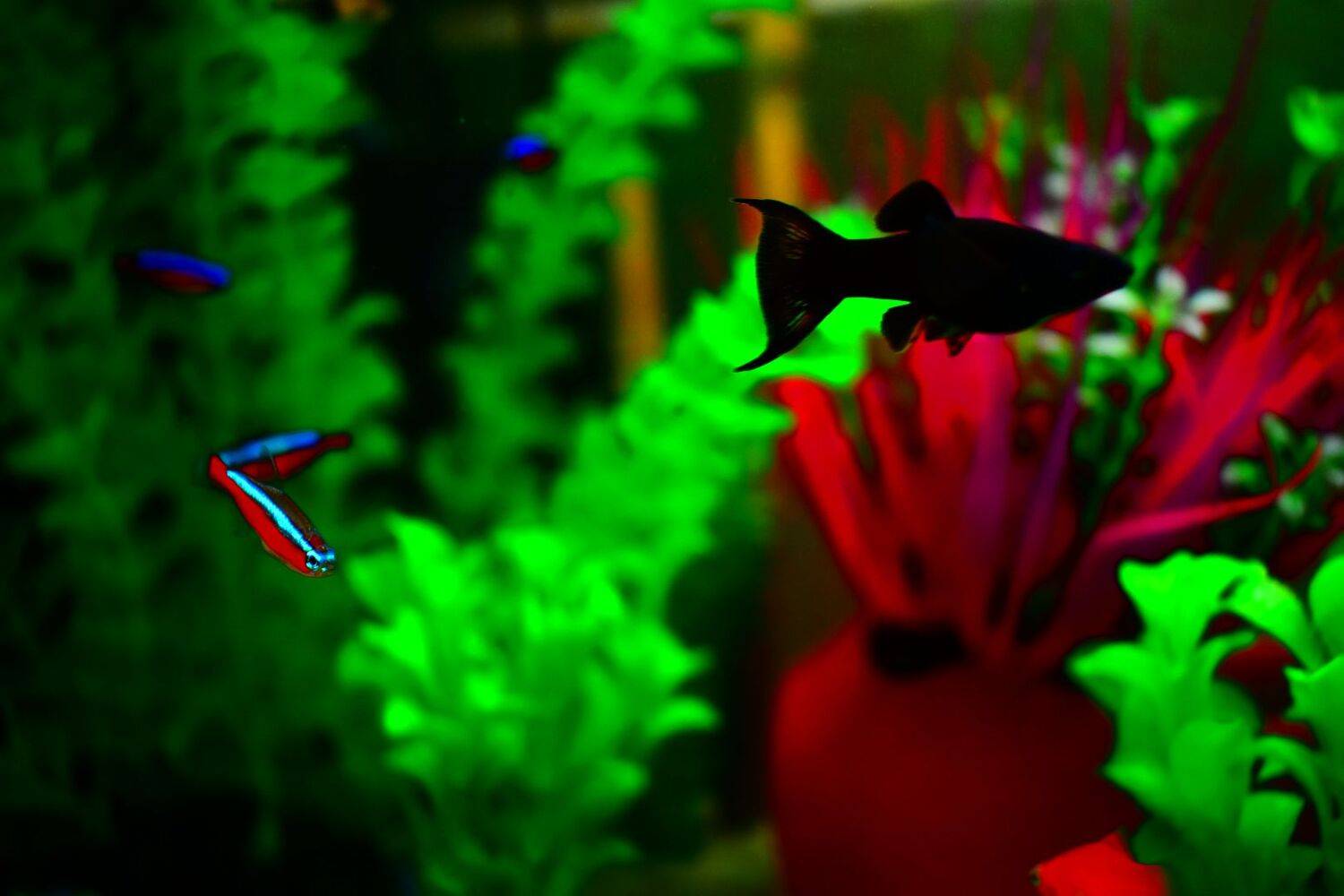Photo #6625438