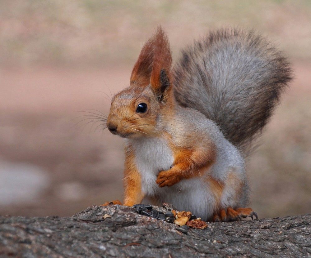 Photograph by Наталья Степаненко