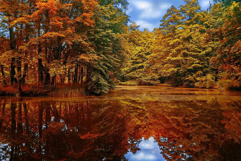 Фотография автора Елена Савельева