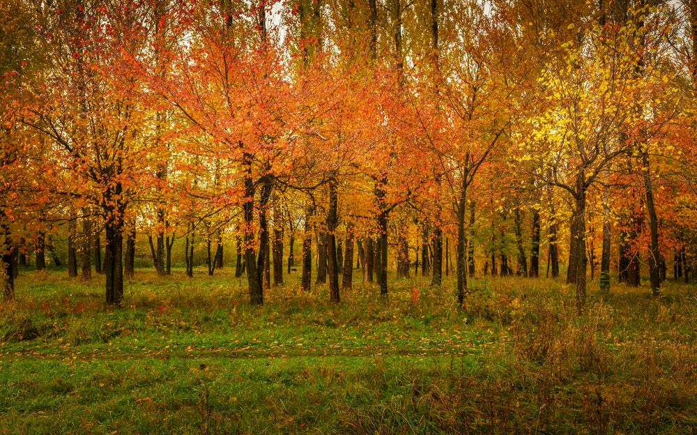 Photograph by vyacheslav korobov