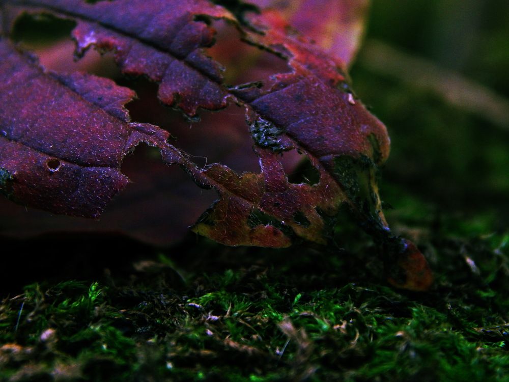 Photograph by Дмитрий Сало