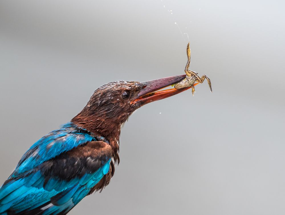 Photograph by Gimantha Perera