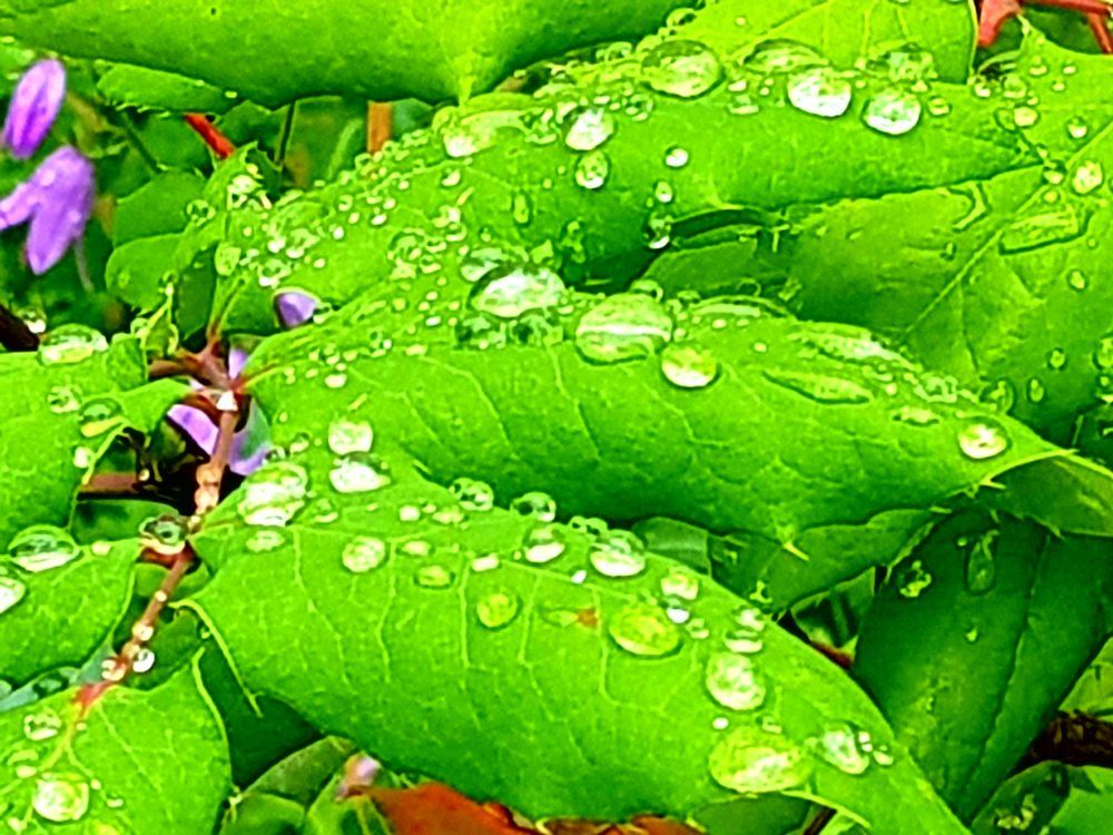 Photograph by Aurel Parlea