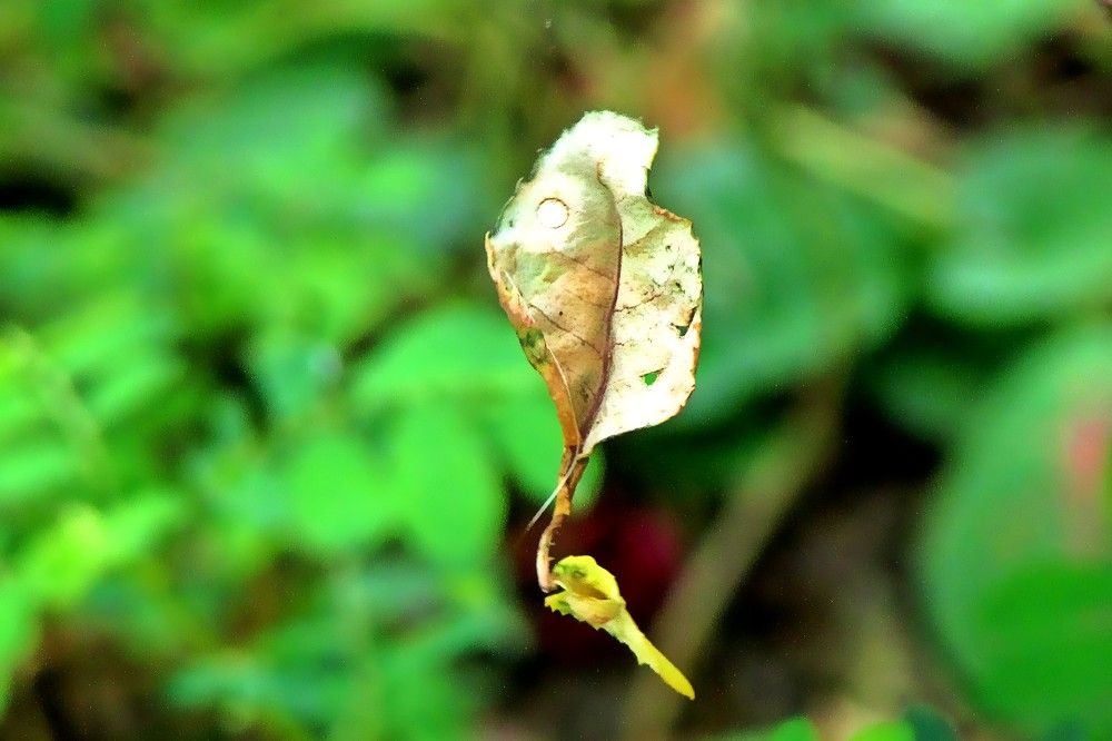 Photograph by Rui Amaro Gil Marques
