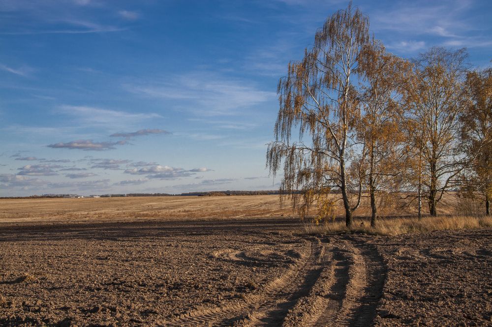 Осеннее поле
