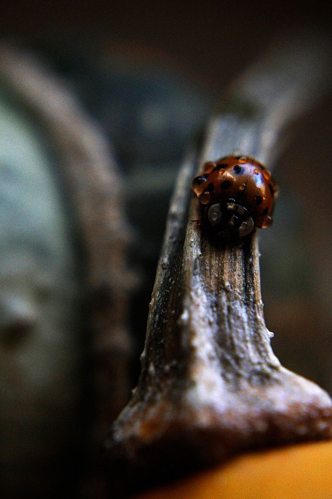 Photograph by Marina Sochirca
