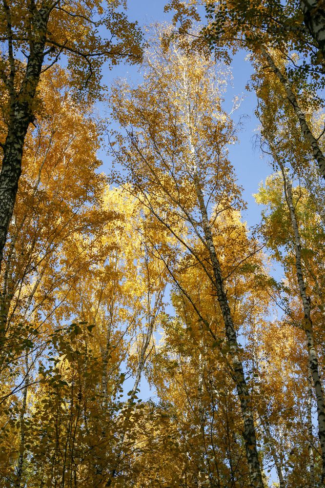 Photograph by Татьяна Атисс