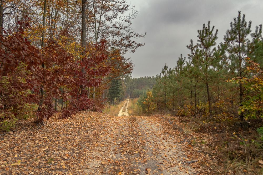 Photograph by Светлана Мельник