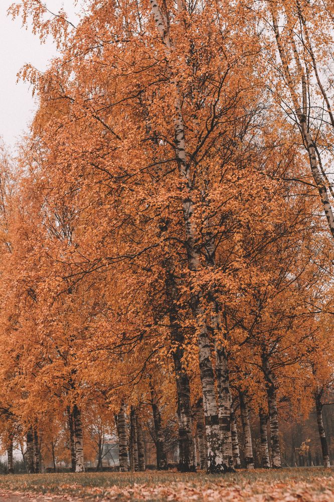 Photograph by Алёна Бабенко