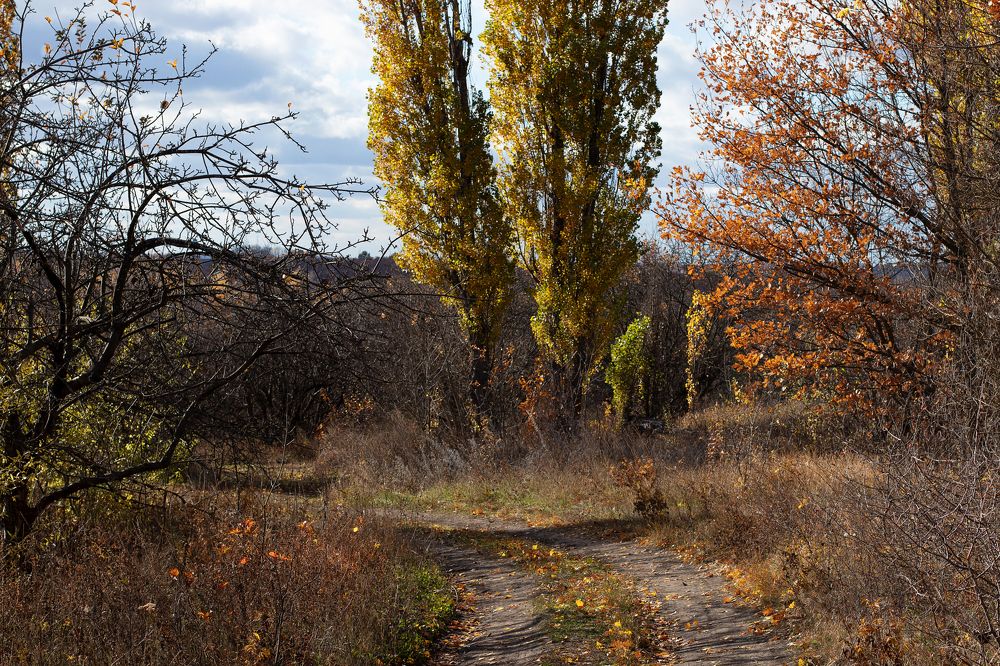 По дороге в яблоневый сад