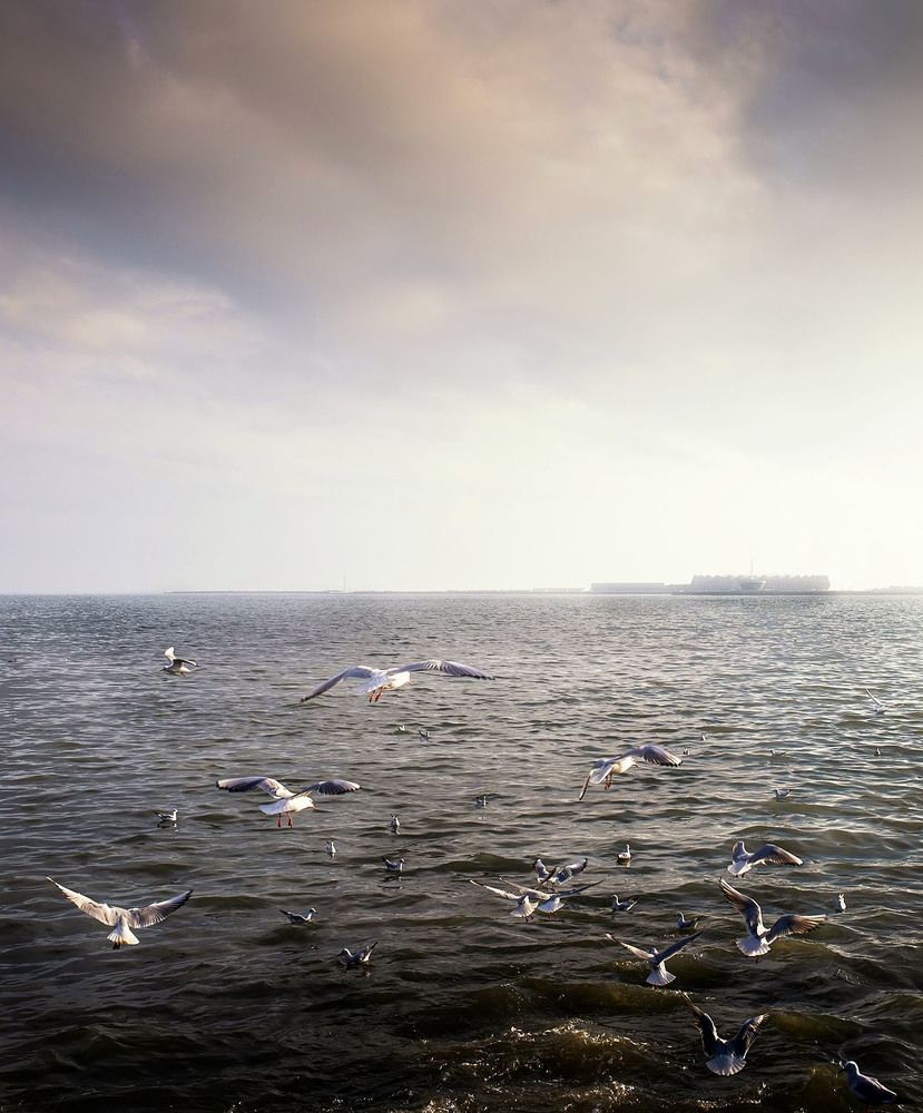 Чайки и море