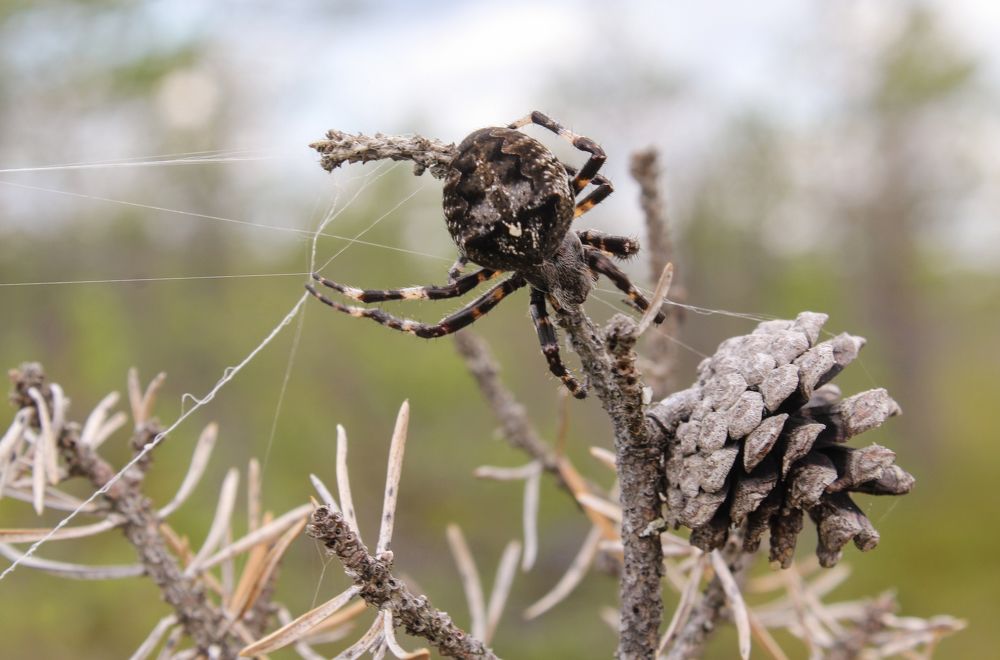 Photograph by Герман