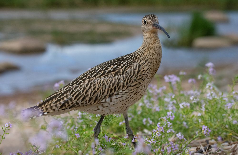 Фотография автора Татьяна Ливеровская