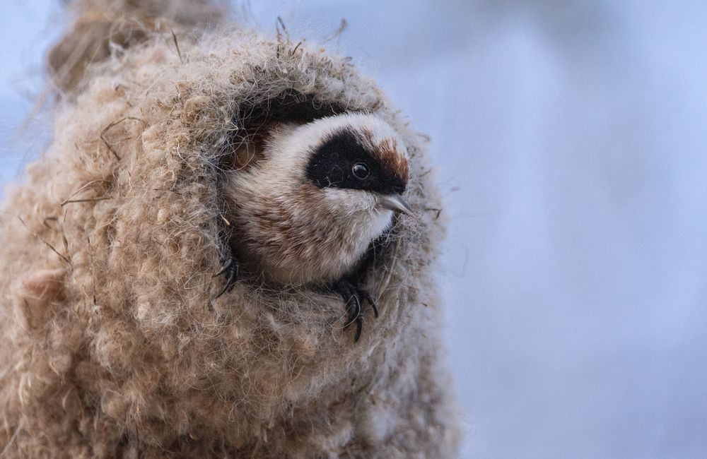 Фотография автора Татьяна Ливеровская
