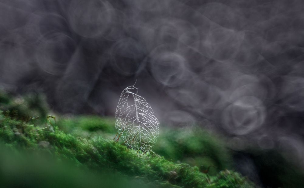 Душа листика