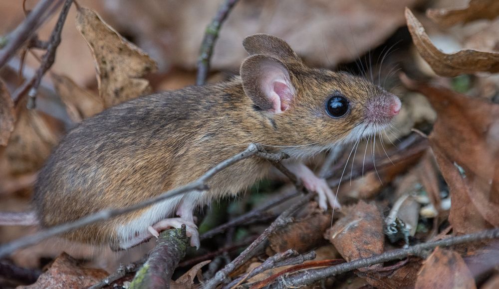 Фотография автора Татьяна Ливеровская