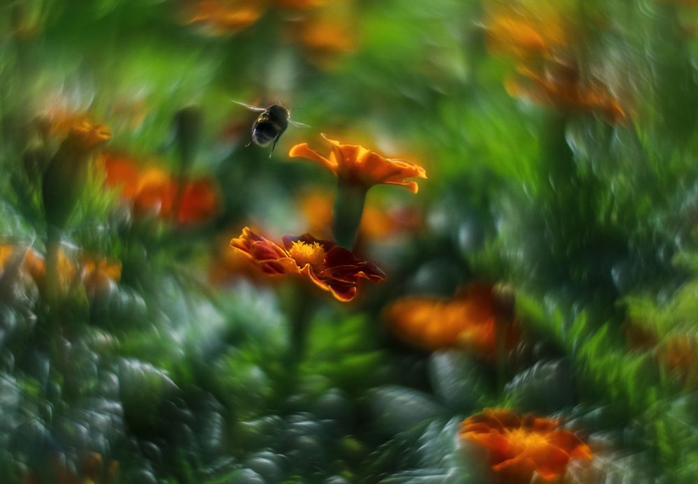 Бархатный полёт