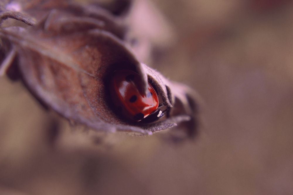 Photograph by Marina Sochirca